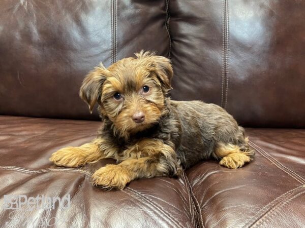 Yorkshire Terrier-DOG-Female-choc tan-27372-Petland Frisco & Mckinney, Texas