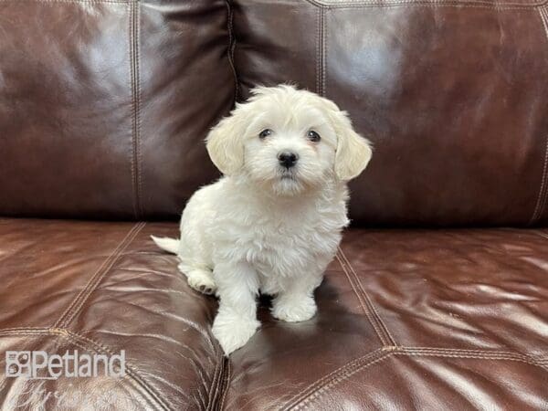 Teddy Bear-DOG-Female-white-27373-Petland Frisco, Texas