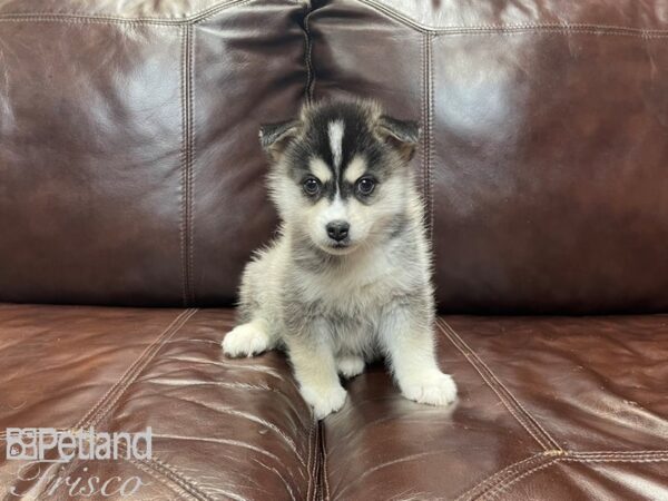 Pomsky DOG Male BLK WH 27376 Petland Frisco, Texas