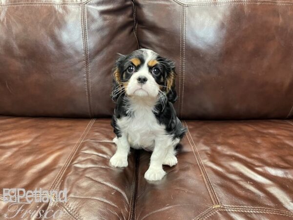 Cavalier King Charles Spaniel-DOG-Female-TRI-27377-Petland Frisco & Mckinney, Texas