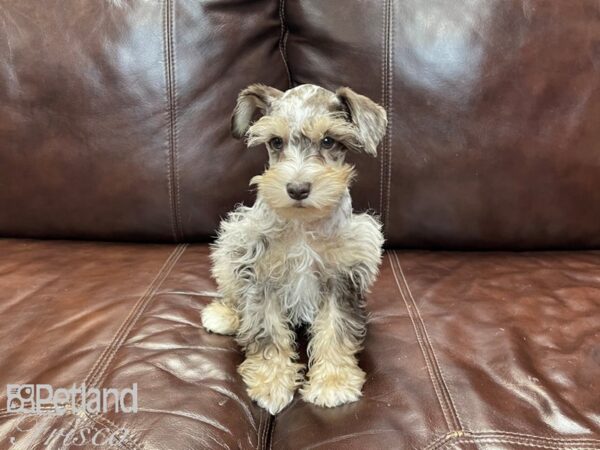 Miniature Schnauzer-DOG-Male-CHOC MERLE-27378-Petland Frisco & Mckinney, Texas