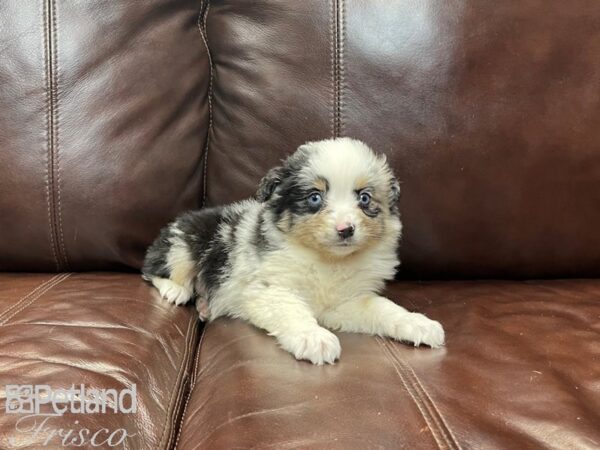 Miniature Australian Shepherd-DOG-Male-merle-27379-Petland Frisco & Mckinney, Texas