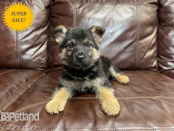 German Shepherd DOG Female Black & Tan 27190 Petland Frisco, Texas