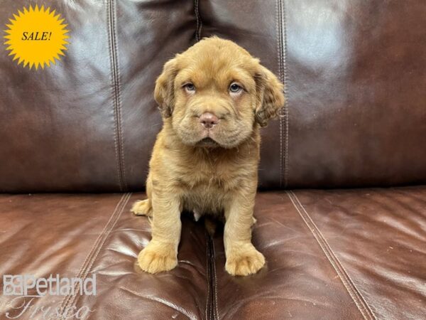 Mini Hippo DOG Male RED 27198 Petland Frisco, Texas