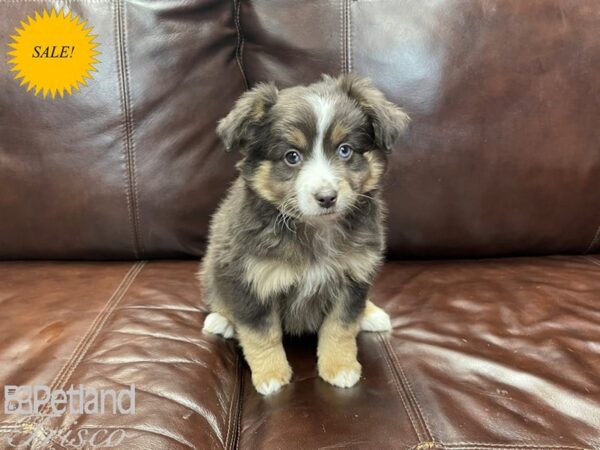 Miniature Australian Shepherd-DOG-Male-Chocolate-27214-Petland Frisco & Mckinney, Texas