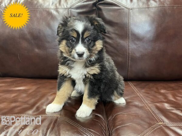 Miniature Australian Shepherd-DOG-Female-Tri-27216-Petland Frisco & Mckinney, Texas