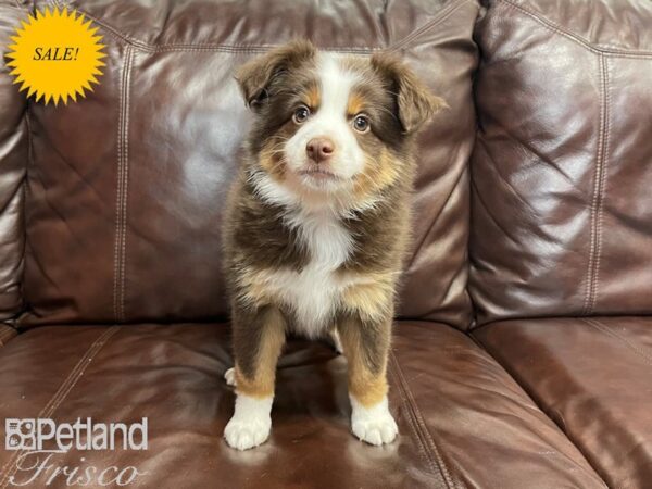 Miniature Australian Shepherd-DOG-Male-Red Tri-27218-Petland Frisco & Mckinney, Texas