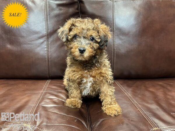 Yorkiepoo DOG Female Sable 27238 Petland Frisco, Texas