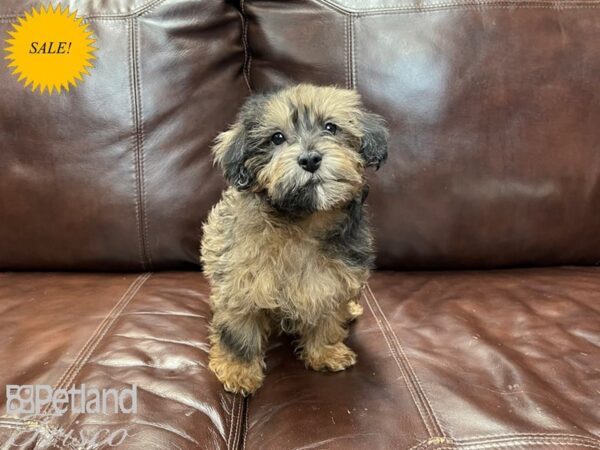 Yorkiepoo DOG Male Sable 27240 Petland Frisco, Texas