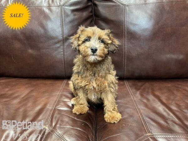 Yorkiepoo-DOG-Male-Sable-27241-Petland Frisco, Texas