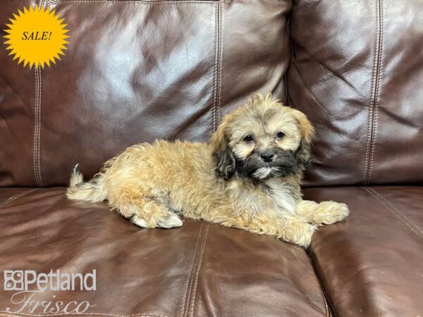 Pekapoo-DOG-Male-Sable-27246-Petland Frisco, Texas