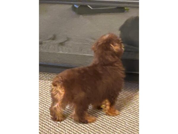 Yorkiepoo-DOG-Male-Sable-27242-Petland Frisco & Mckinney, Texas