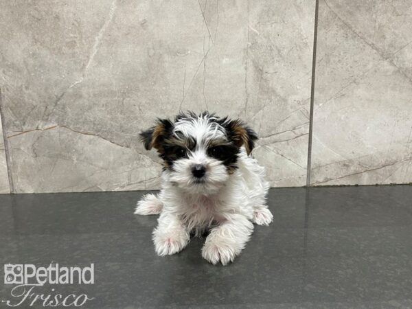 Yorkshire Terrier-DOG-Male-Black & White-27380-Petland Frisco & Mckinney, Texas