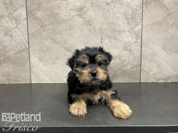 Yorkshire Terrier-DOG-Female-Black & Tan-27381-Petland Frisco & Mckinney, Texas
