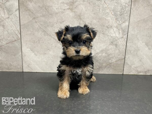 Yorkshire Terrier-DOG-Male-Black & Tan-27382-Petland Frisco & Mckinney, Texas