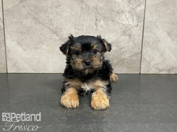 Yorkshire Terrier-DOG-Male-Black & Tan-27383-Petland Frisco & Mckinney, Texas