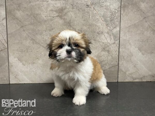 Shih Tzu-DOG-Female-Brown and White-27384-Petland Frisco & Mckinney, Texas