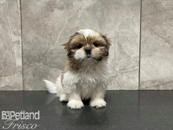 Shih Tzu-DOG-Female-Brown and White-27385-Petland Frisco & Mckinney, Texas