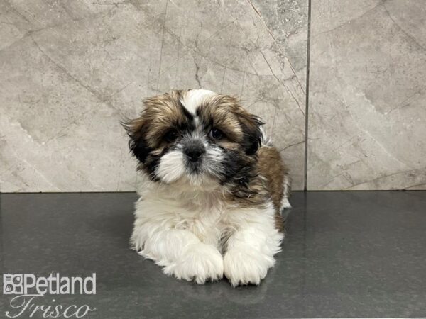 Shih Tzu-DOG-Female-Brown and White-27386-Petland Frisco & Mckinney, Texas