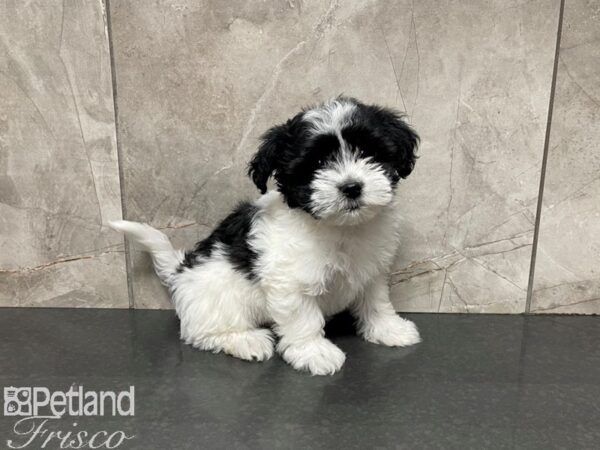Havanese-DOG-Male--27387-Petland Frisco & Mckinney, Texas