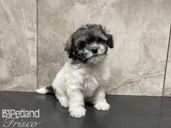 Havanese-DOG-Male--27388-Petland Frisco, Texas