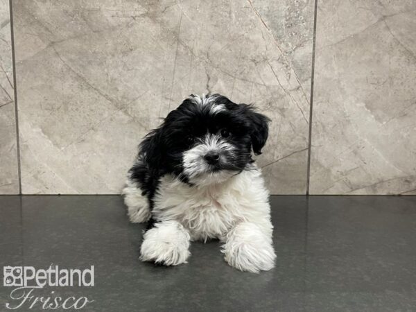 Havanese-DOG-Male--27389-Petland Frisco, Texas