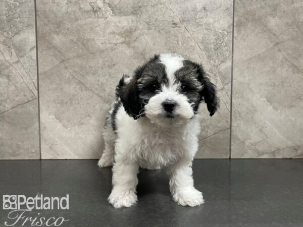 Havanese-DOG-Male--27391-Petland Frisco & Mckinney, Texas