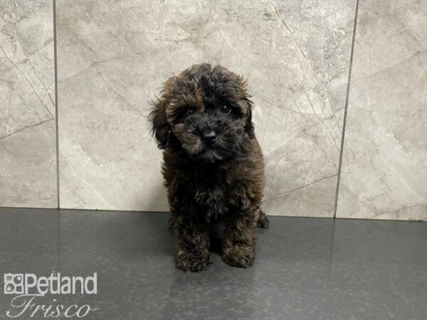 Poovanese-DOG-Female--27392-Petland Frisco, Texas