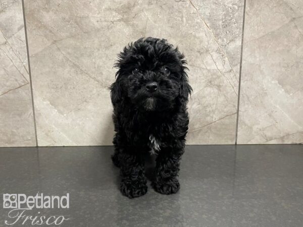 Poovanese-DOG-Female--27393-Petland Frisco & Mckinney, Texas