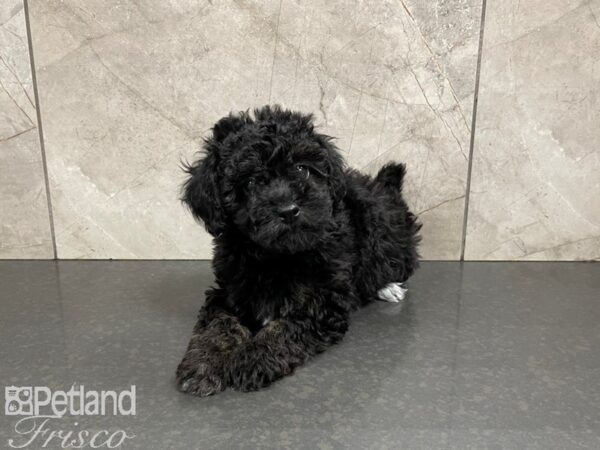 Poovanese-DOG-Female--27394-Petland Frisco & Mckinney, Texas