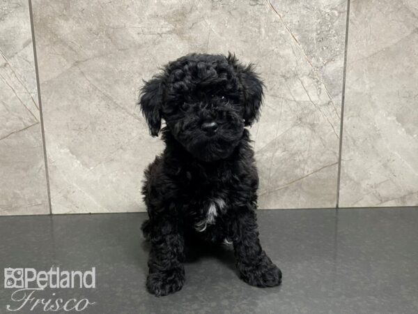 Poovanese-DOG-Male--27395-Petland Frisco & Mckinney, Texas