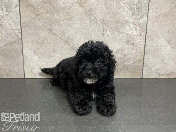 Poovanese-DOG-Male--27396-Petland Frisco & Mckinney, Texas