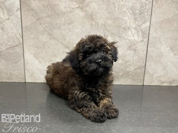 Poovanese-DOG-Female--27397-Petland Frisco & Mckinney, Texas