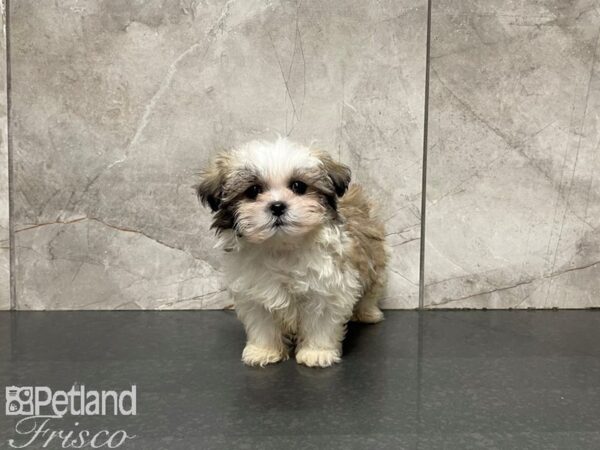 Shih Tzu DOG Male Brown & White 27399 Petland Frisco & Mckinney, Texas