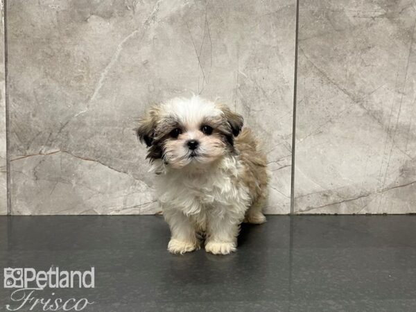 Shih Tzu-DOG-Male-Brown & White-27399-Petland Frisco, Texas