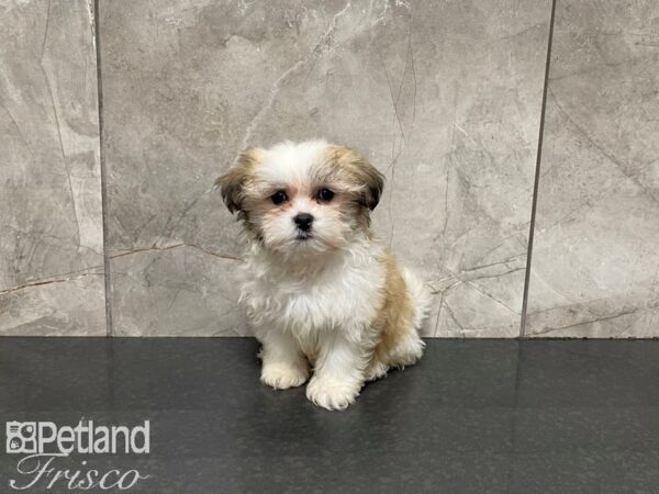 Shih Tzu-DOG-Male-Brown Tan and White-27400-Petland Frisco, Texas