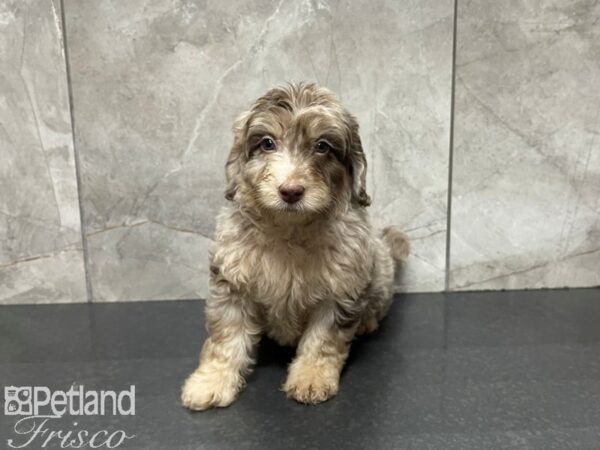 F1B Goldendoodle DOG Male Red Merle 27405 Petland Frisco, Texas