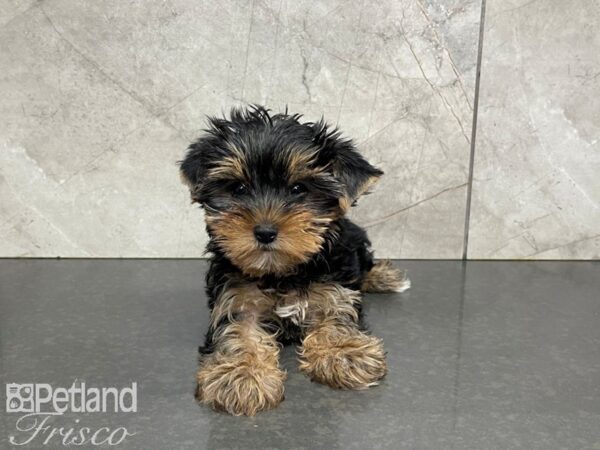 Yorkshire Terrier-DOG-Male-Black and Tan-27409-Petland Frisco & Mckinney, Texas