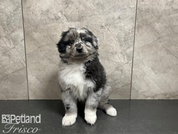 Miniature Australian Shepherd-DOG-Male-Merle-27411-Petland Frisco & Mckinney, Texas