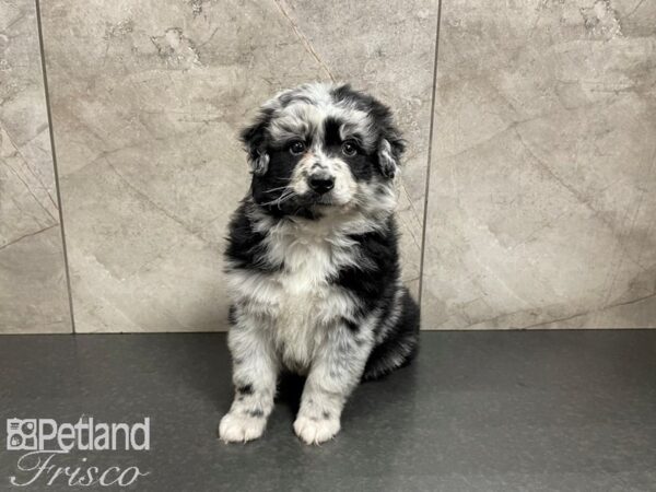 Miniature Australian Shepherd-DOG-Female-Merle-27412-Petland Frisco & Mckinney, Texas