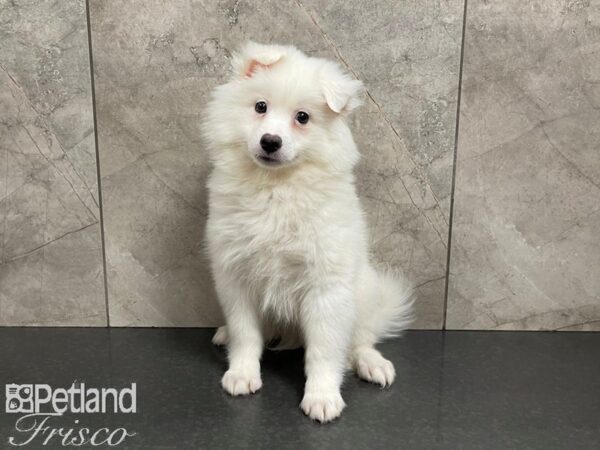 American Eskimo-DOG-Male-White-27413-Petland Frisco & Mckinney, Texas