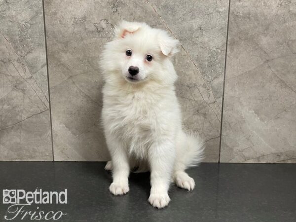 American Eskimo DOG Male White 27413 Petland Frisco, Texas