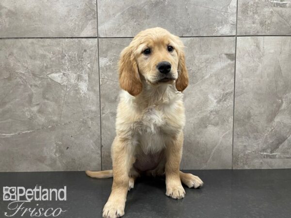 Golden Retriever-DOG-Female-Golden-27415-Petland Frisco & Mckinney, Texas