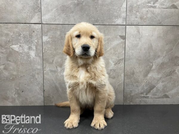 Golden Retriever-DOG-Male-Golden-27416-Petland Frisco & Mckinney, Texas