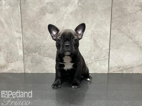 Frenchton-DOG-Female-Black-27417-Petland Frisco & Mckinney, Texas
