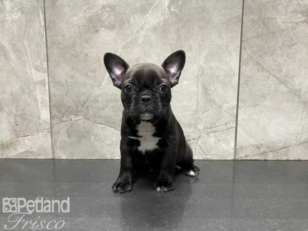 Frenchton DOG Female Black 27417 Petland Frisco, Texas