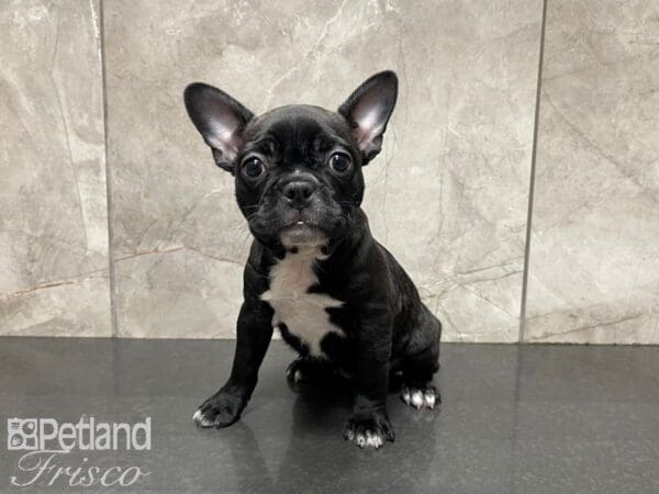Frenchton-DOG-Female-Black-27418-Petland Frisco, Texas