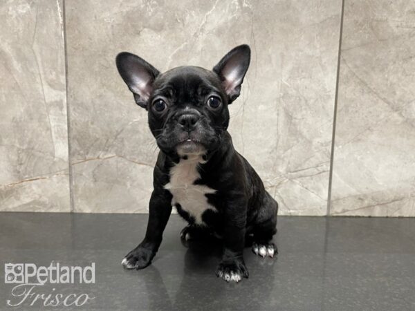 Frenchton DOG Female Black 27418 Petland Frisco, Texas