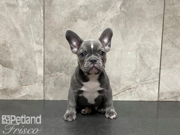 French Bulldog-DOG-Male-Blue-27419-Petland Frisco, Texas