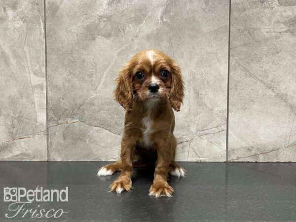 Cavalier King Charles Spaniel-DOG-Male-Ruby-27420-Petland Frisco, Texas